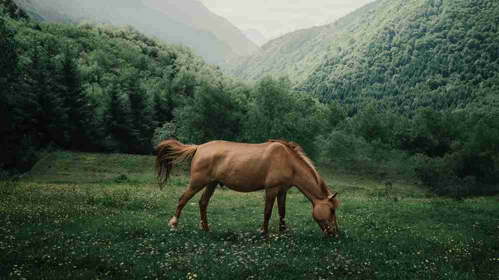 In the scene, a horse grazes leisurely with its head bowed on the lush grassland. Behind it, distant mountains veiled in mist outline a magnificent panorama of harmonious coexistence between humans and nature.
This vibrant scene is a vivid testament to the theme of 