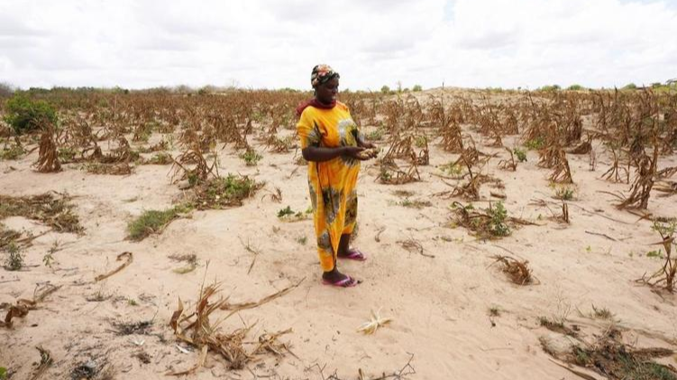 Villager Caroline is seen in a withered corn crops field in Kidemu sub-location in Kilifi County, Kenya, March 23, 2022. /Xinhua