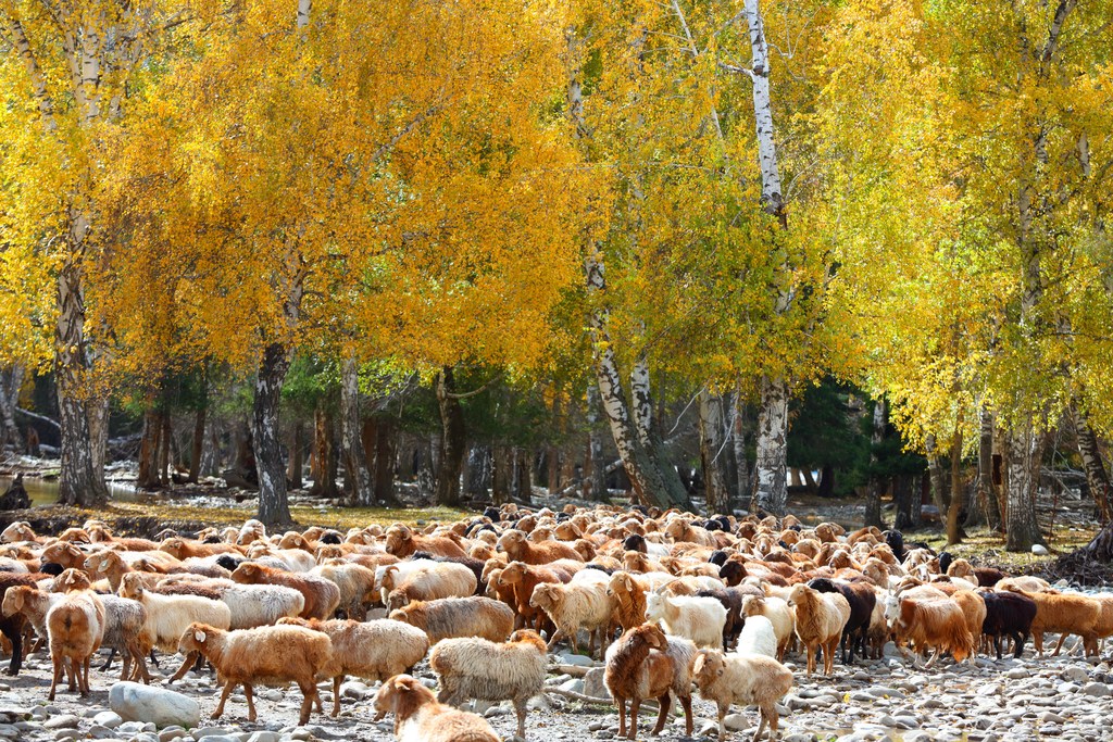 Herdsmen are seen driving their livestock to winter pastures on September 6, 2025 in Altay, Xinjiang. /VCG