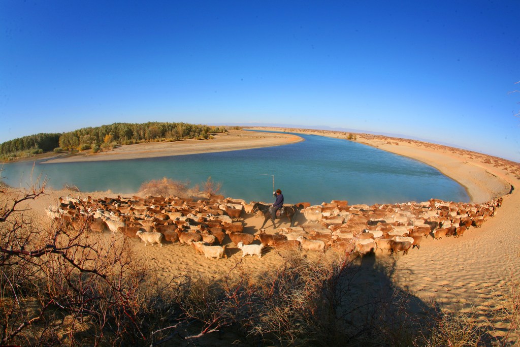Herdsmen are seen driving their livestock to winter pastures on September 6, 2025 in Altay, Xinjiang. /VCG