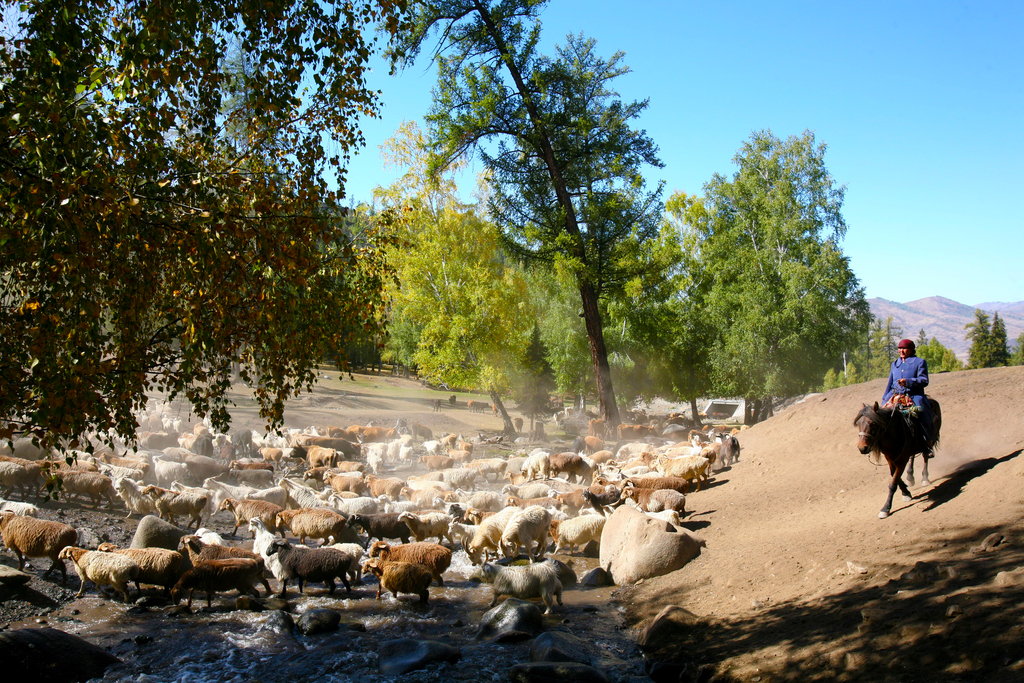Herdsmen are seen driving their livestock to winter pastures on September 6, 2025 in Altay, Xinjiang. /VCG