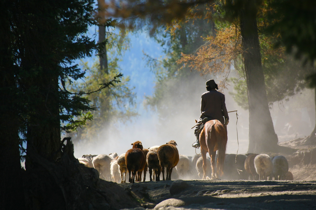 Herdsmen are seen driving their livestock to winter pastures on September 6, 2025 in Altay, Xinjiang. /VCG