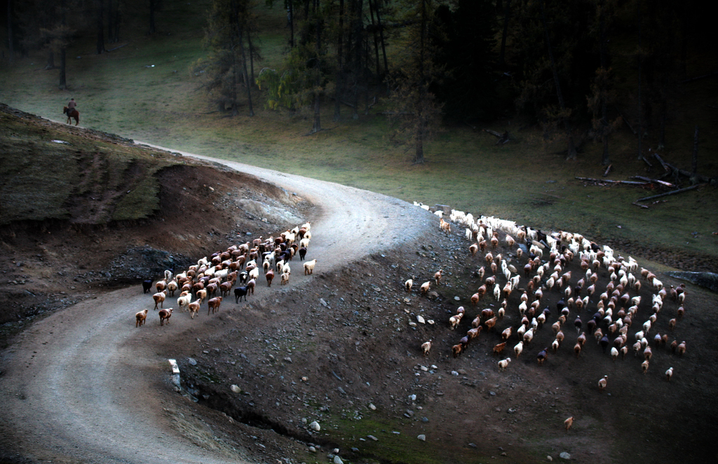 Herdsmen are seen driving their livestock to winter pastures on September 6, 2025 in Altay, Xinjiang. /VCG