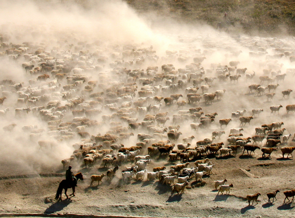 Herdsmen are seen driving their livestock to winter pastures on September 6, 2025 in Altay, Xinjiang. /VCG