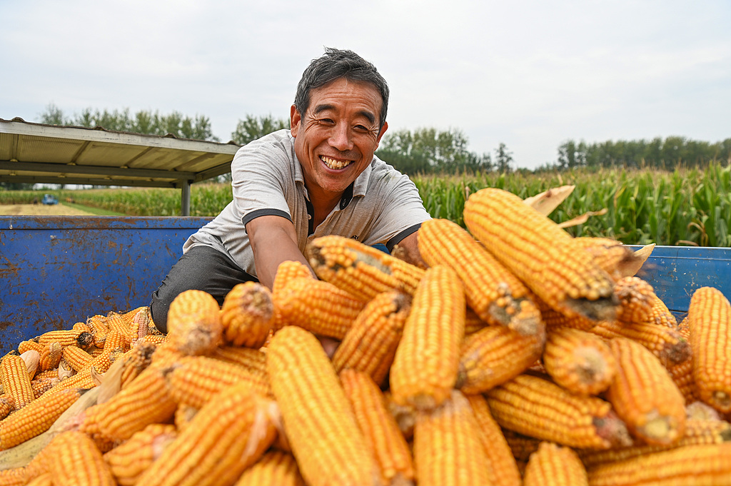 A farmer arranges corn on a truck after a fruitful harvest in Bozhou, Anhui Province on Sept. 7, 2025. /VCG
