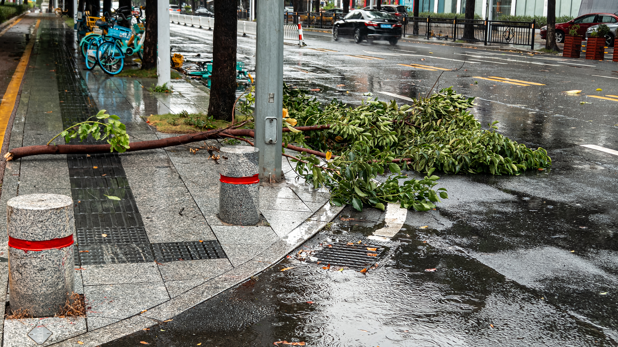 A tree fell on the roadside as Typhoon Tapah makes landfall, Zhuhai, Guangdong Province, south China, September 8, 2025. /VCG