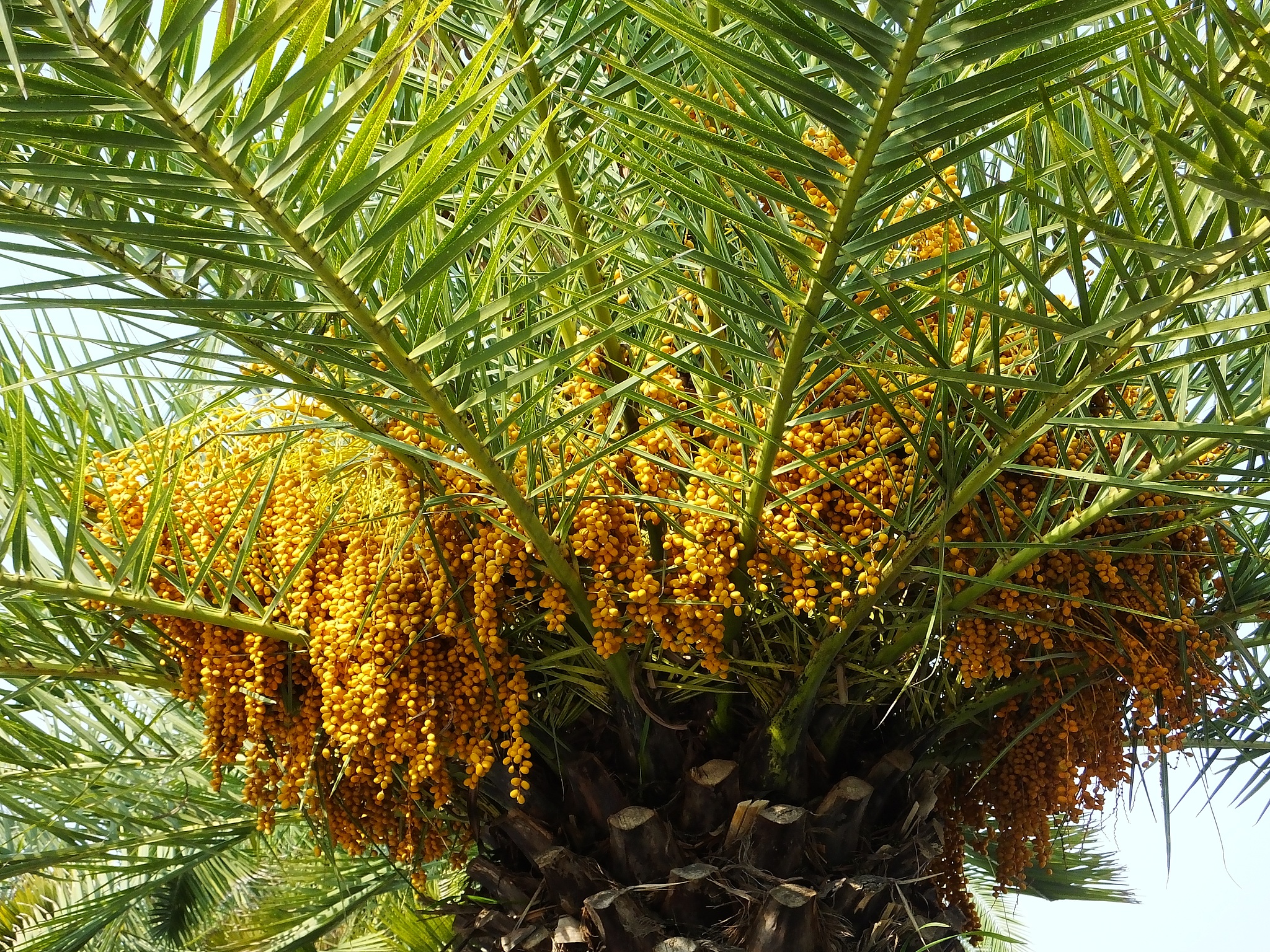 The date palm fruit is ripe in Yichang, Hubei Province, October 21, 2022. /VCG