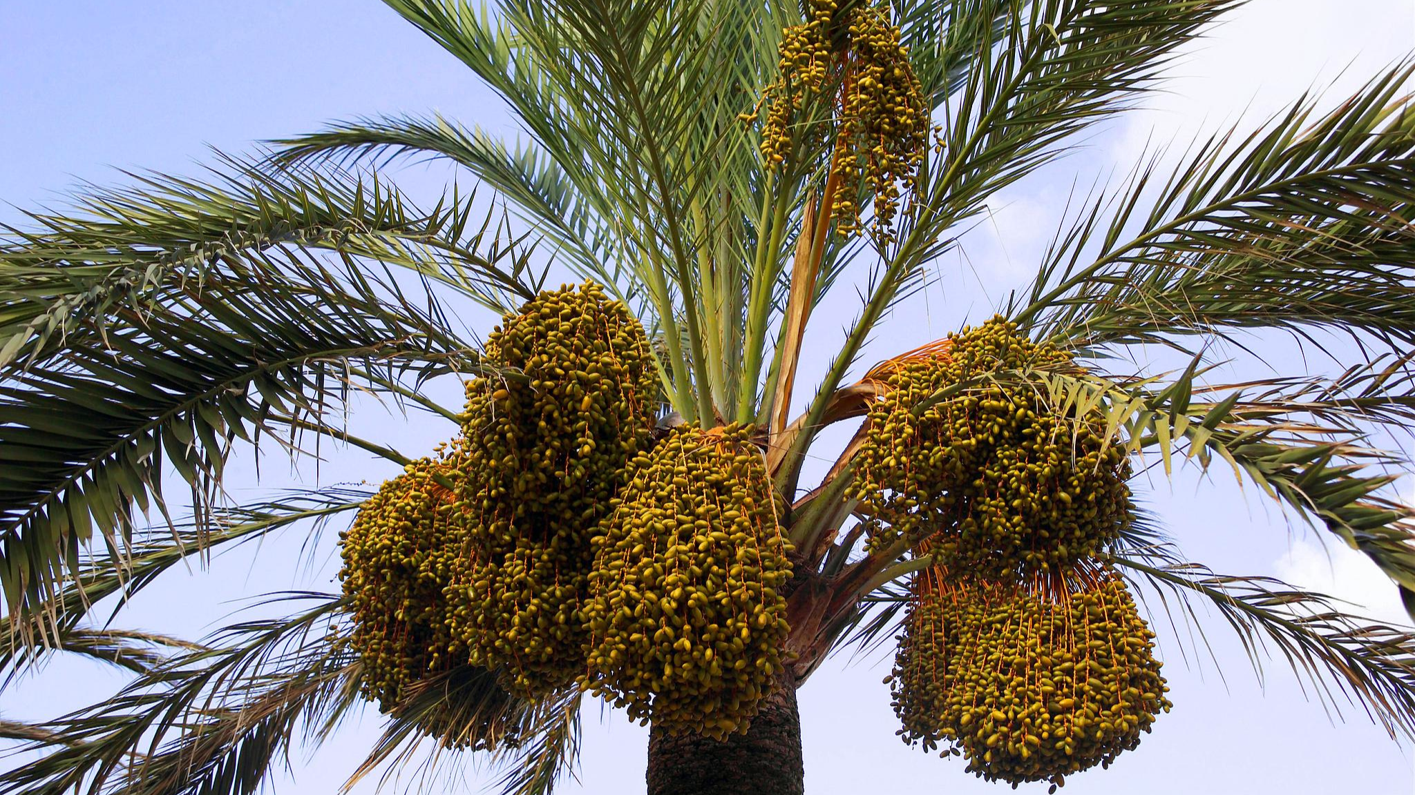 SW China's arid valleys revived by 'desert bread'