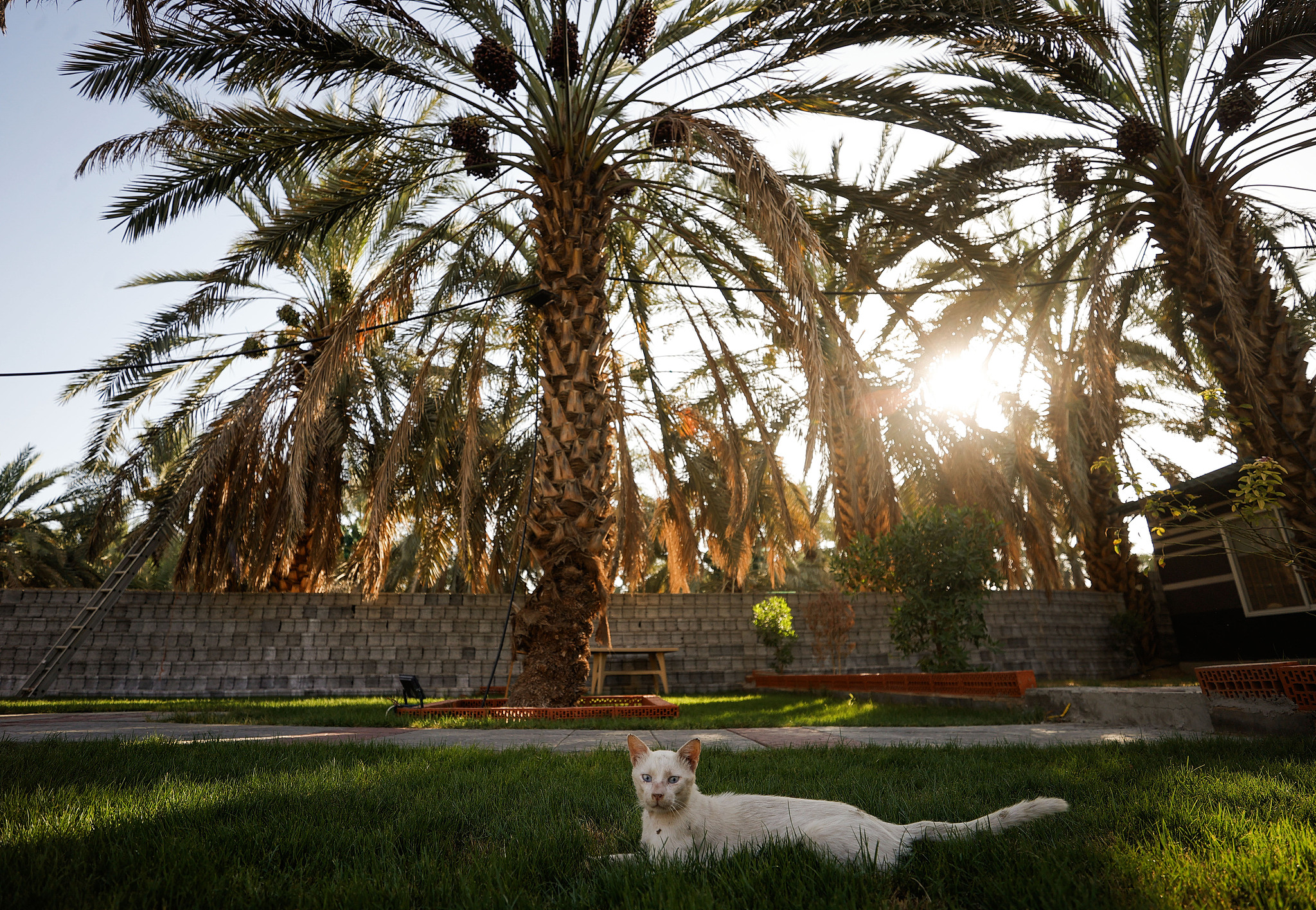 Date palms on the outskirts of Medina, Saudi Arabia, June 12, 2025. /VCG