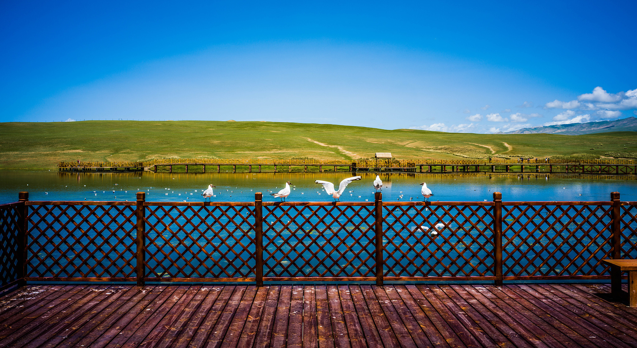 Xinjiang color palette: Bayanbulak Grassland, a haven of serenity
