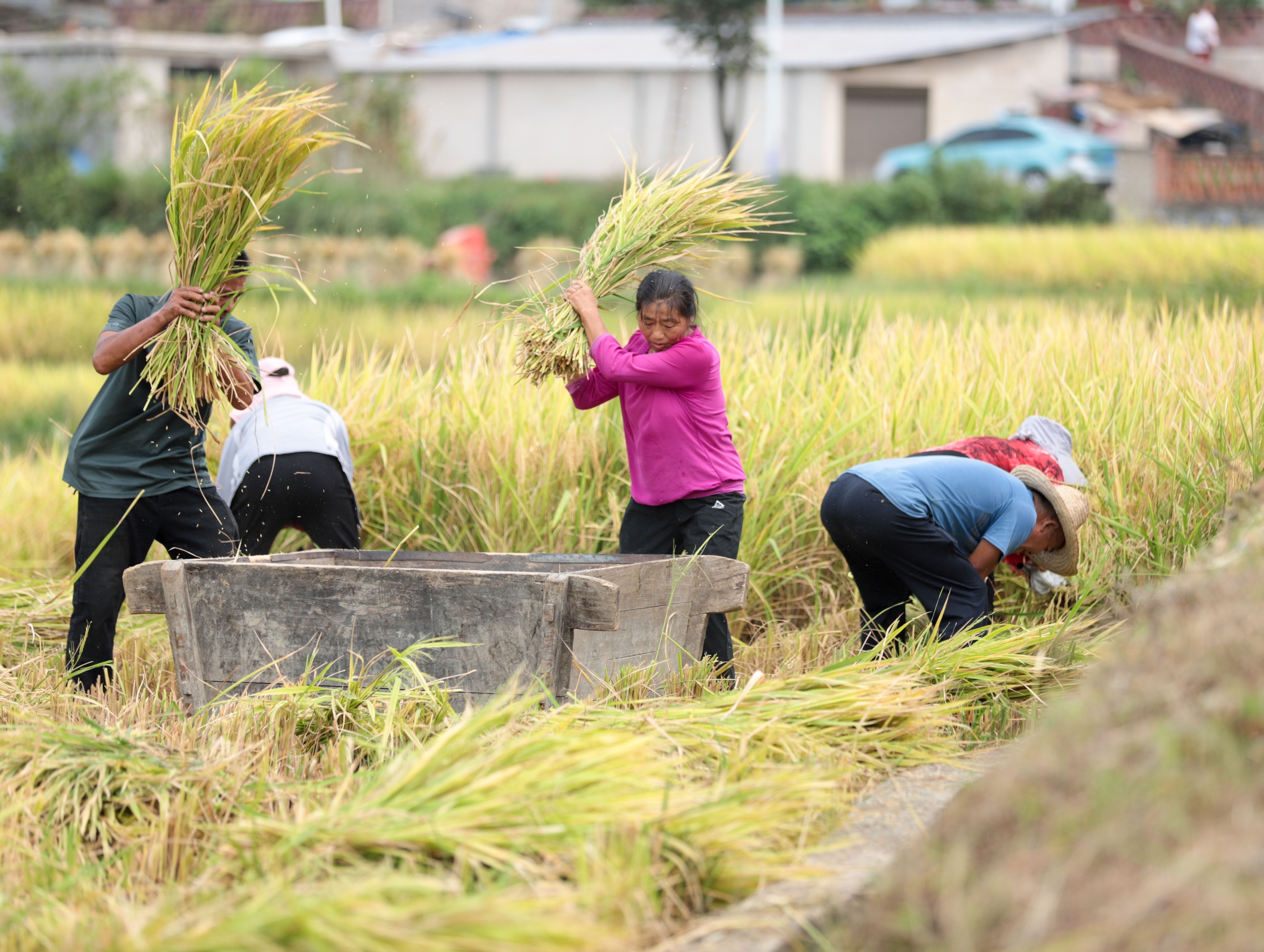 A tribute rice harvest opening ceremony is held in Guojiawan Village, Yuping Dong Autonomous County, Tongren City, southwest China's Guizhou Province on September 6, 2025. /Photo provided to CGTN