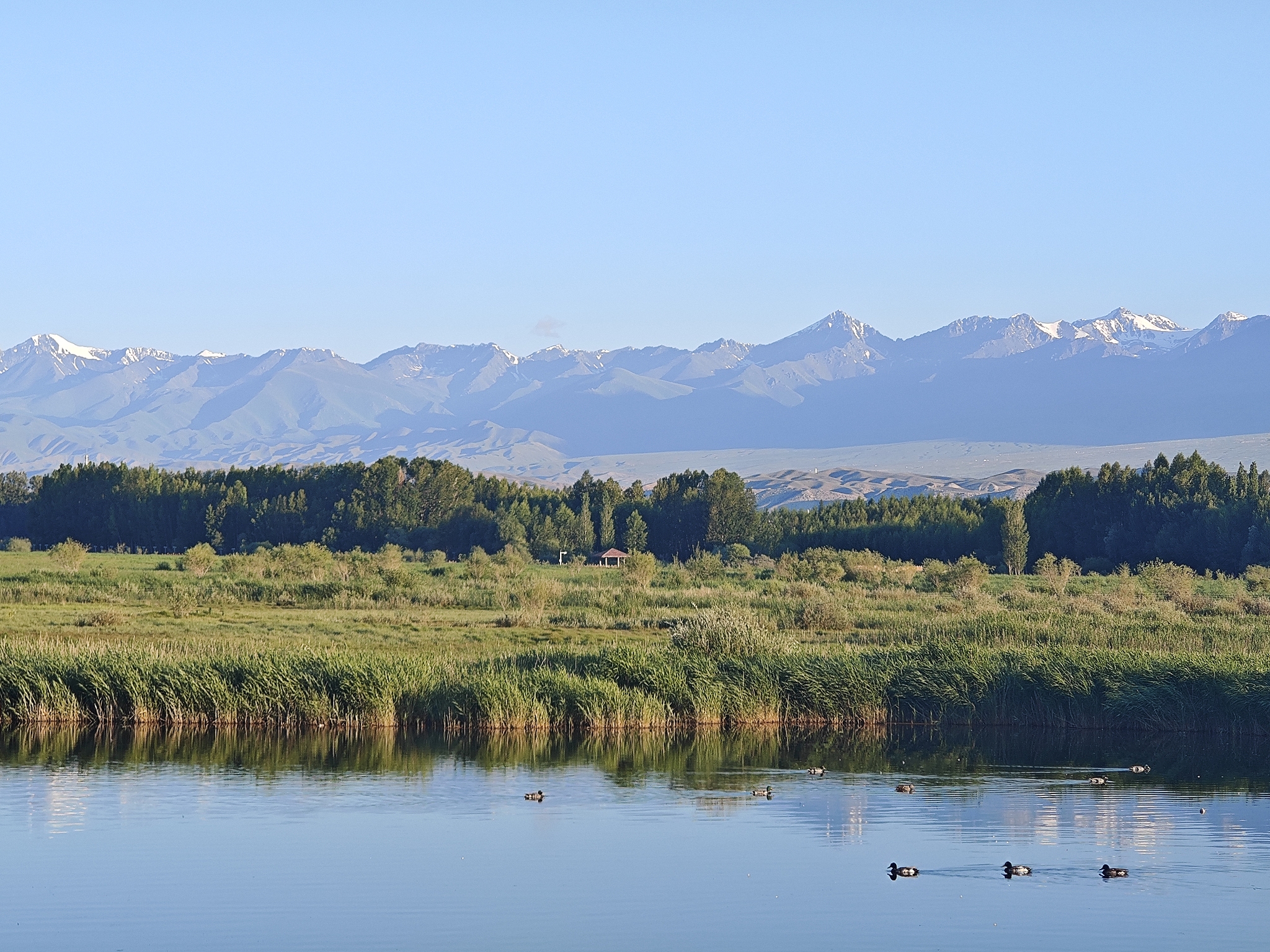 The Bortala River National Wetland Park in Wenquan County, Bortala Mongolian Autonomous Prefecture, Xinjiang, June 14, 2024. /VCG