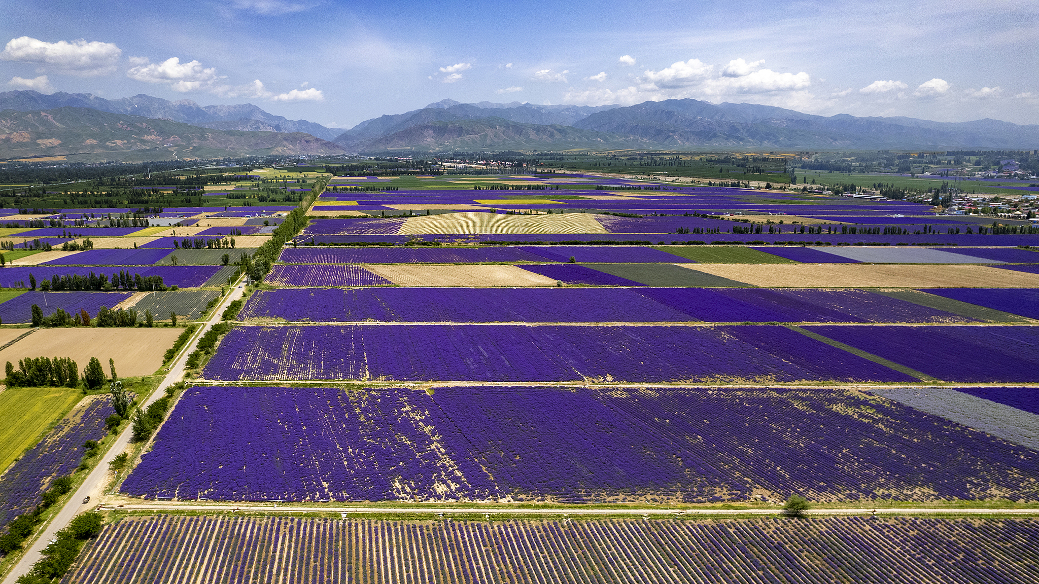 Lavender enters the peak blooming season with vast expanses of purple fields in Huocheng County, Ili Kazak Autonomous Prefecture,  June 10, 2025. /CFP