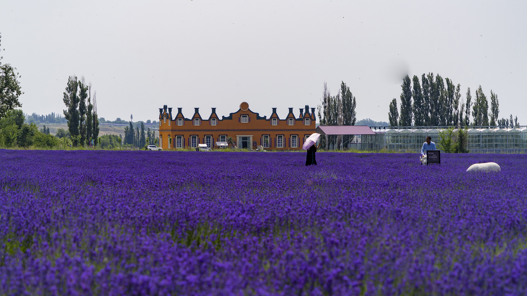 A vast expanse of purple fields in Huocheng County, June 10, 2025. /CFP