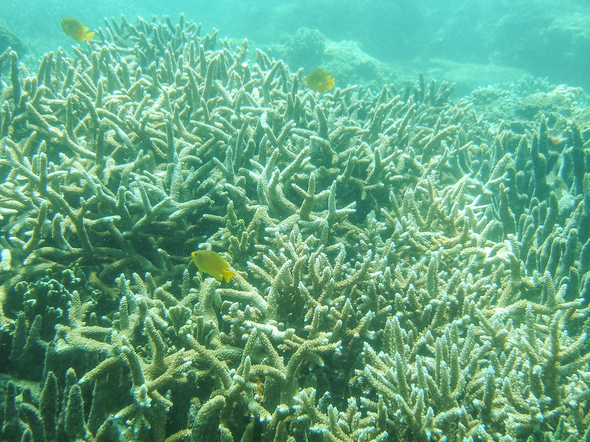 A photo shows the coral reefs in the coastal waters of Hainan Province. /VCG