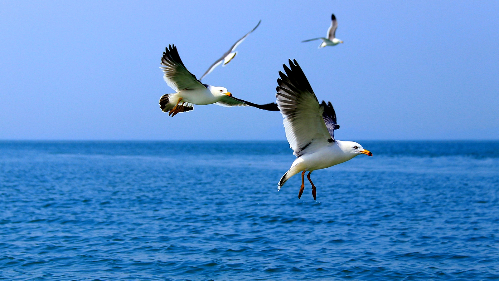 Local efforts, technology protect bird migration haven in E China
