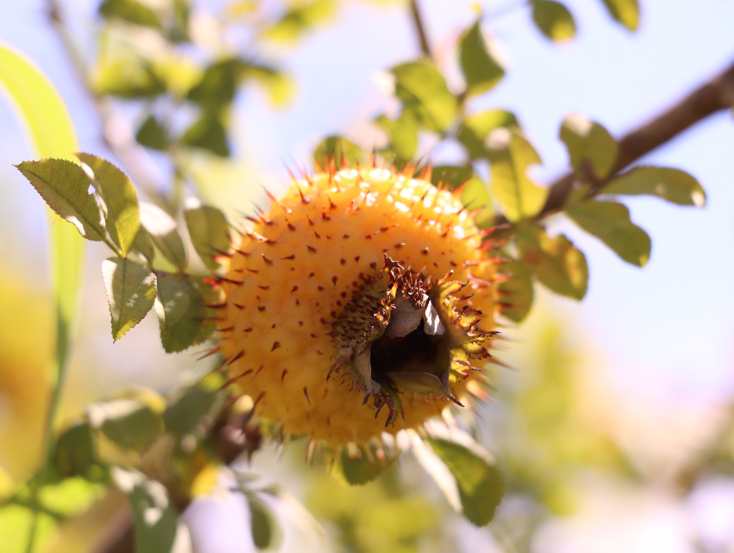 Rosa roxburghii is seen in Xisha Village, Dejiang County, southwest China's Guizhou Province on August 27, 2025. /Photo provided to CGTN