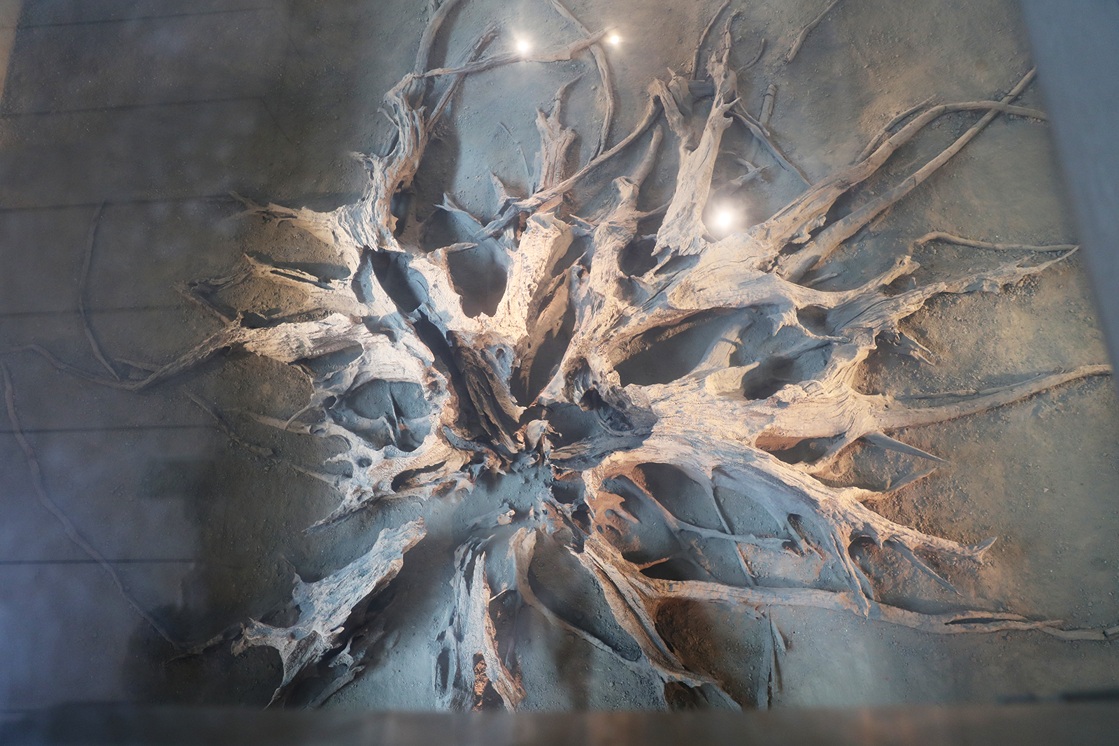 The remains of a 3,000-year-old large tree root can be seen at the Jinsha Site Museum in Chengdu, Sichuan Province. /CGTN