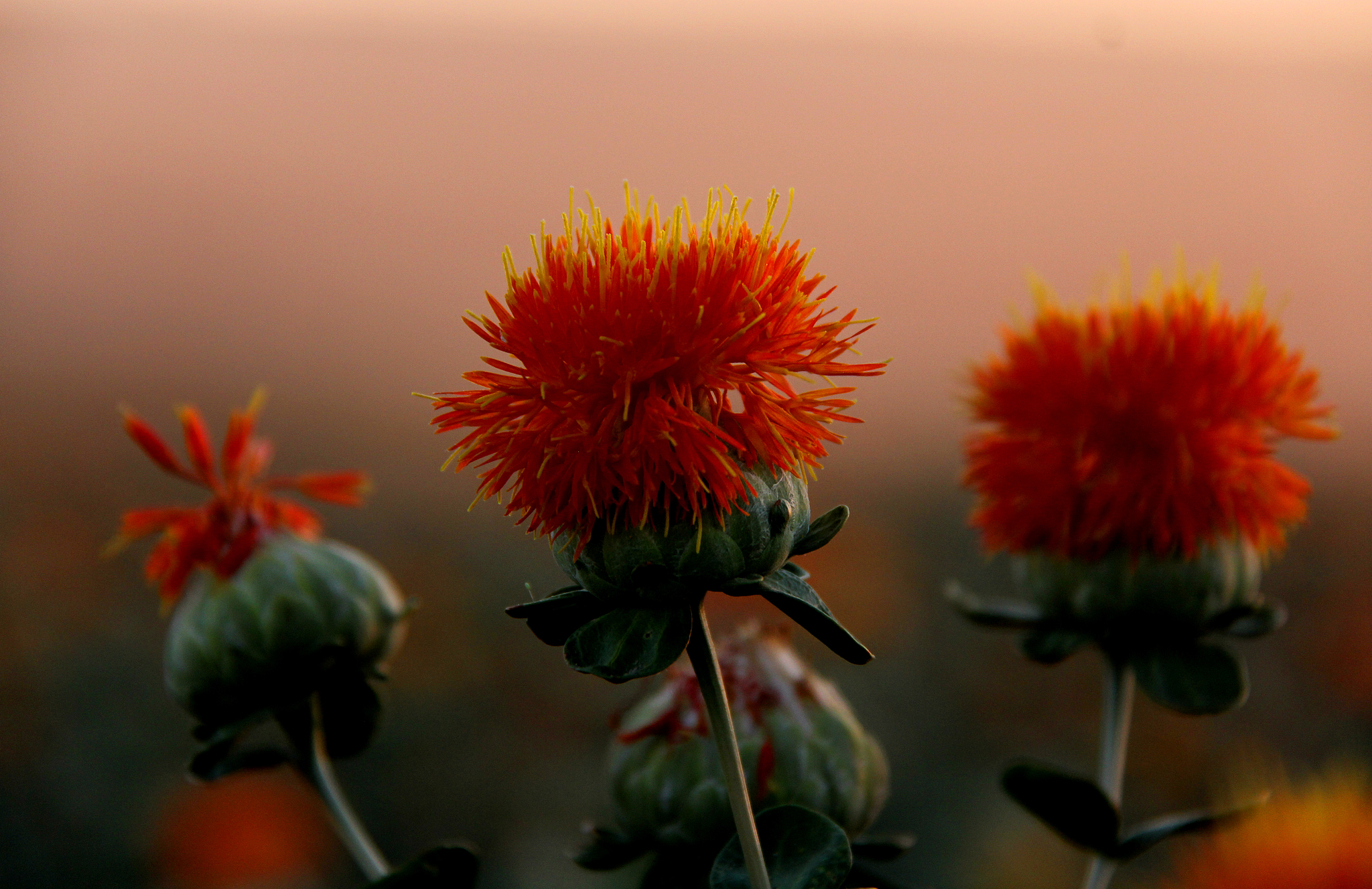 Xinjiang color palette: Safflower industry boosts local economy