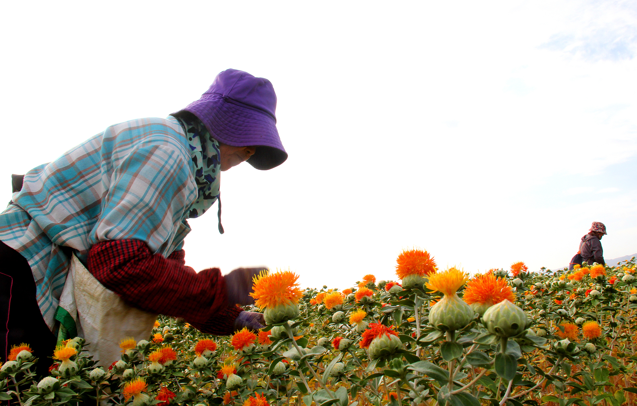Xinjiang color palette: Safflower industry boosts local economy