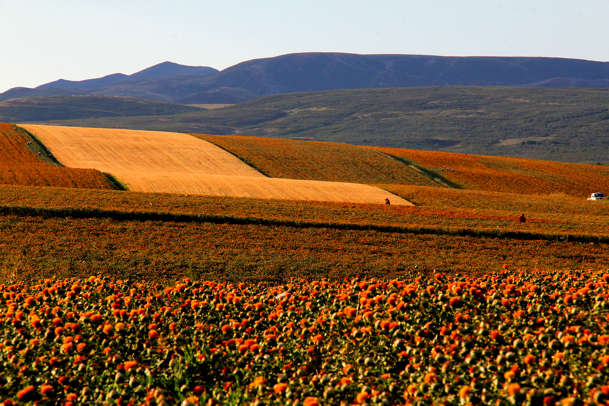 Xinjiang color palette: Safflower industry boosts local economy