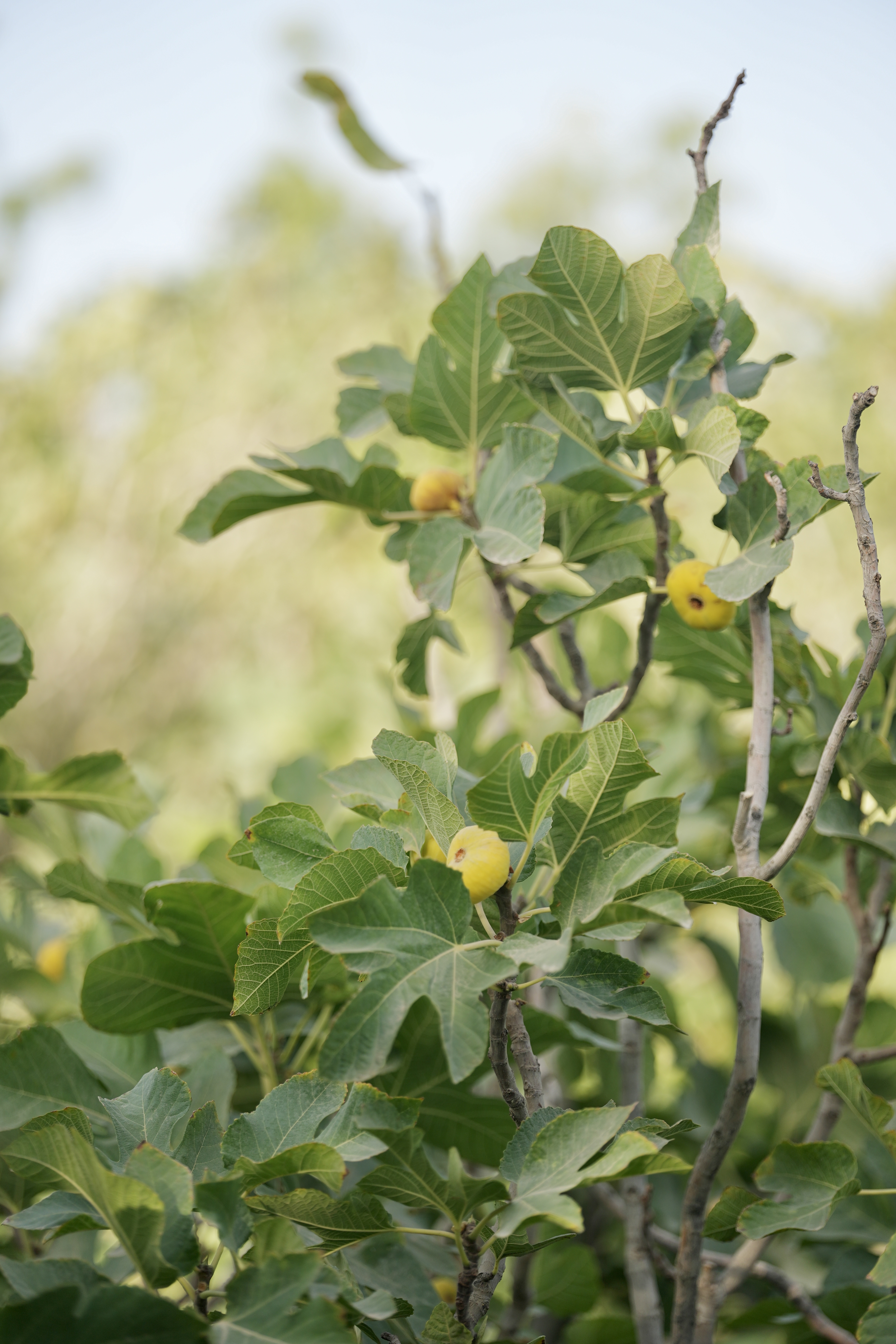 Xinjiang color palette: A land of football and sweetness