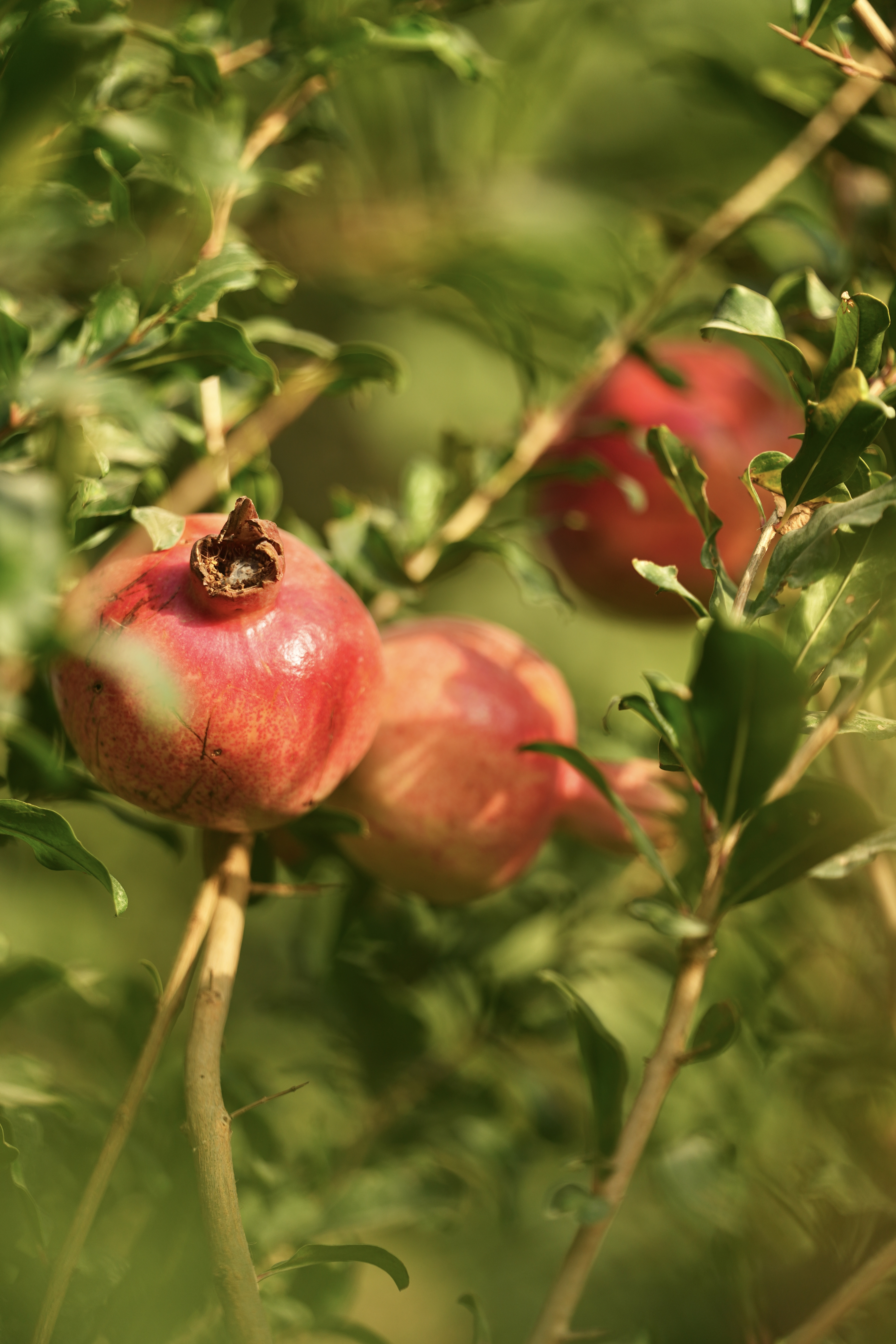 Xinjiang color palette: A land of football and sweetness