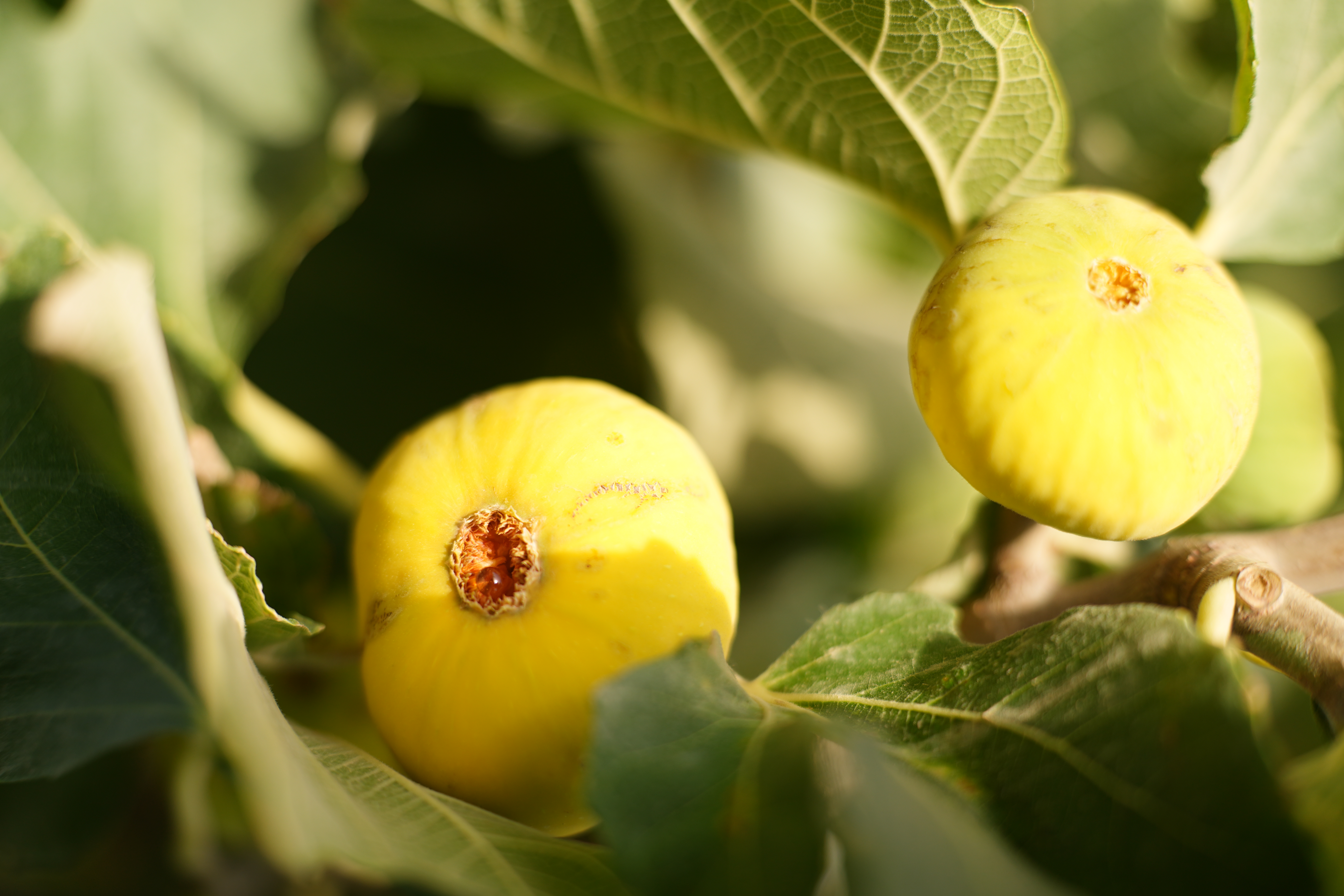 Xinjiang color palette: A land of football and sweetness
