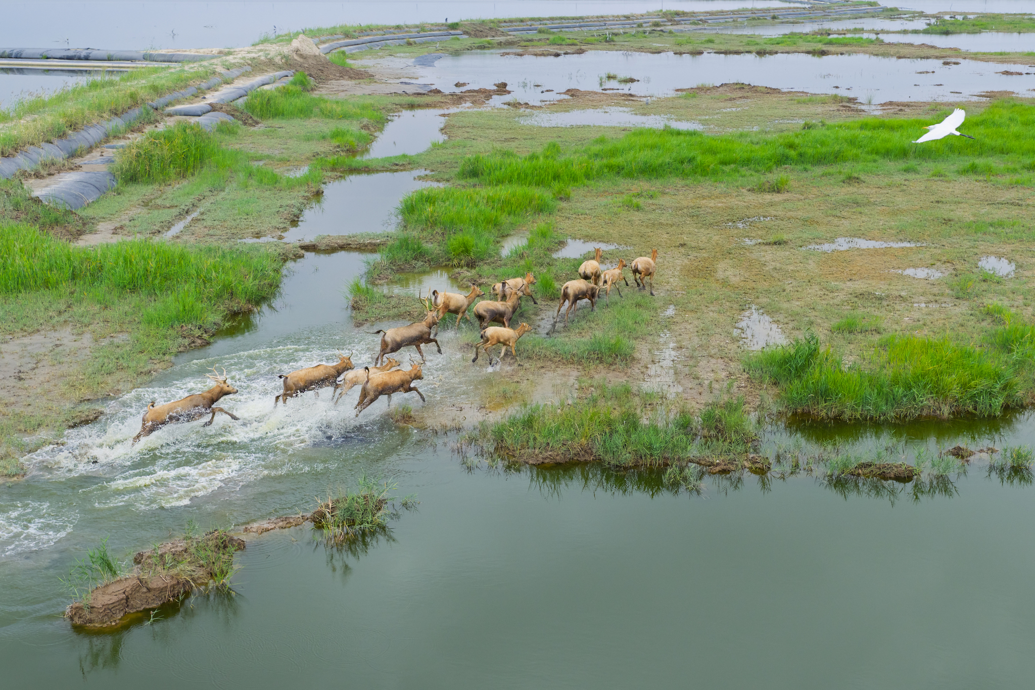 Wild Pere David's deer are pictured at the Tiaozini Wetlands in Yancheng, Jiangsu Province on September 13, 2025. /VCG 