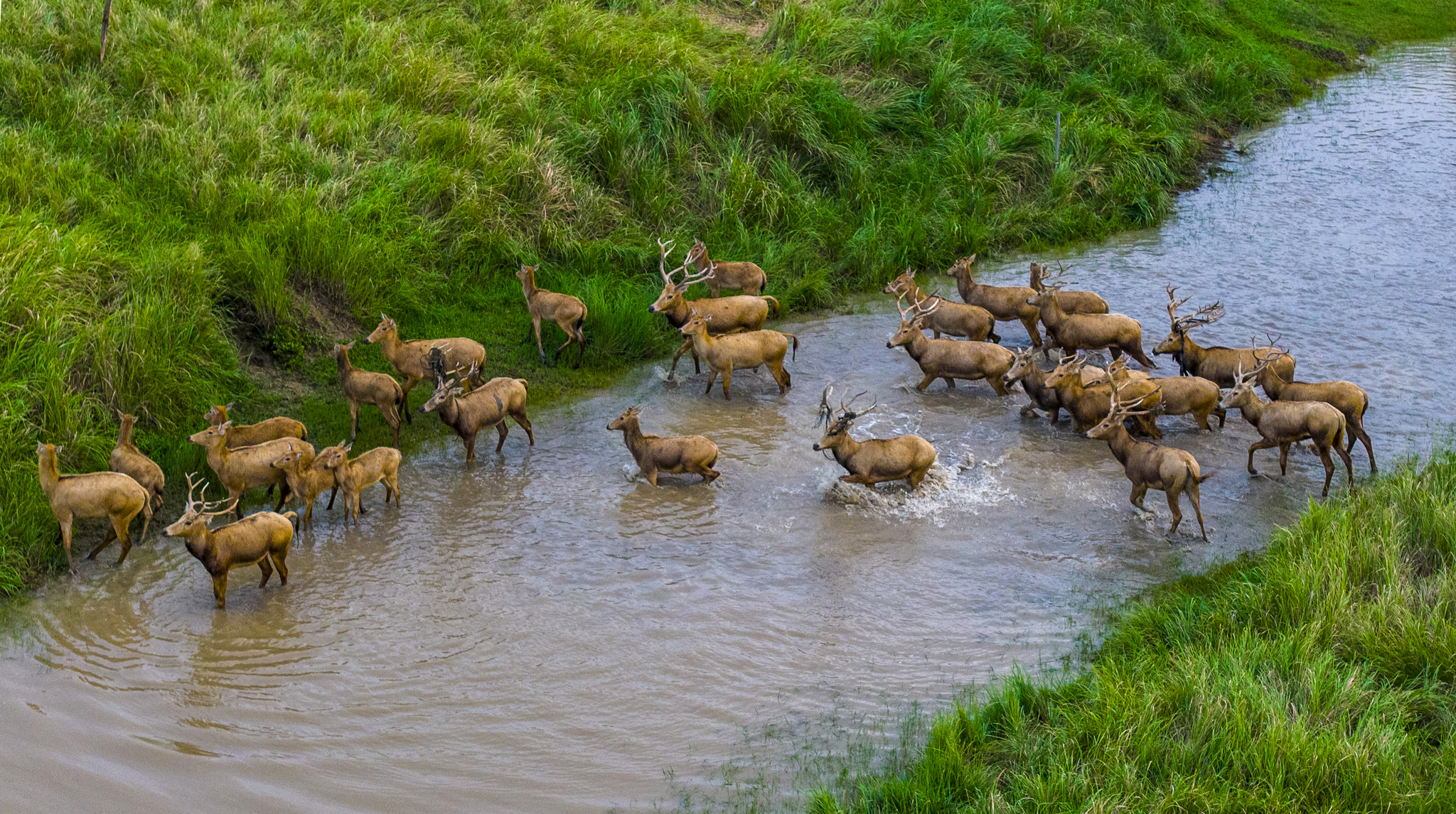 Wild Pere David's deer are pictured at the Tiaozini Wetlands in Yancheng, Jiangsu Province on September 13, 2025. /VCG 