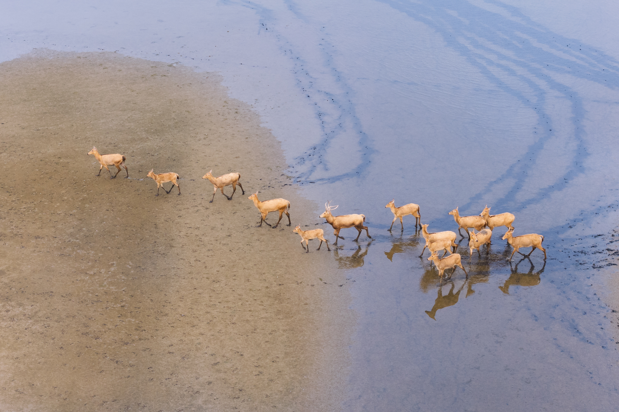 Wild Pere David's deer are pictured at the Tiaozini Wetlands in Yancheng, Jiangsu Province on September 13, 2025. /VCG 