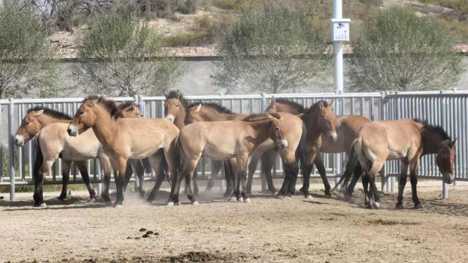 Wild horse herd heads for nature reserve in Dunhuang