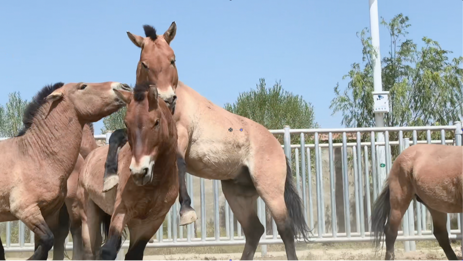 Przewalski's horses. /CGTN