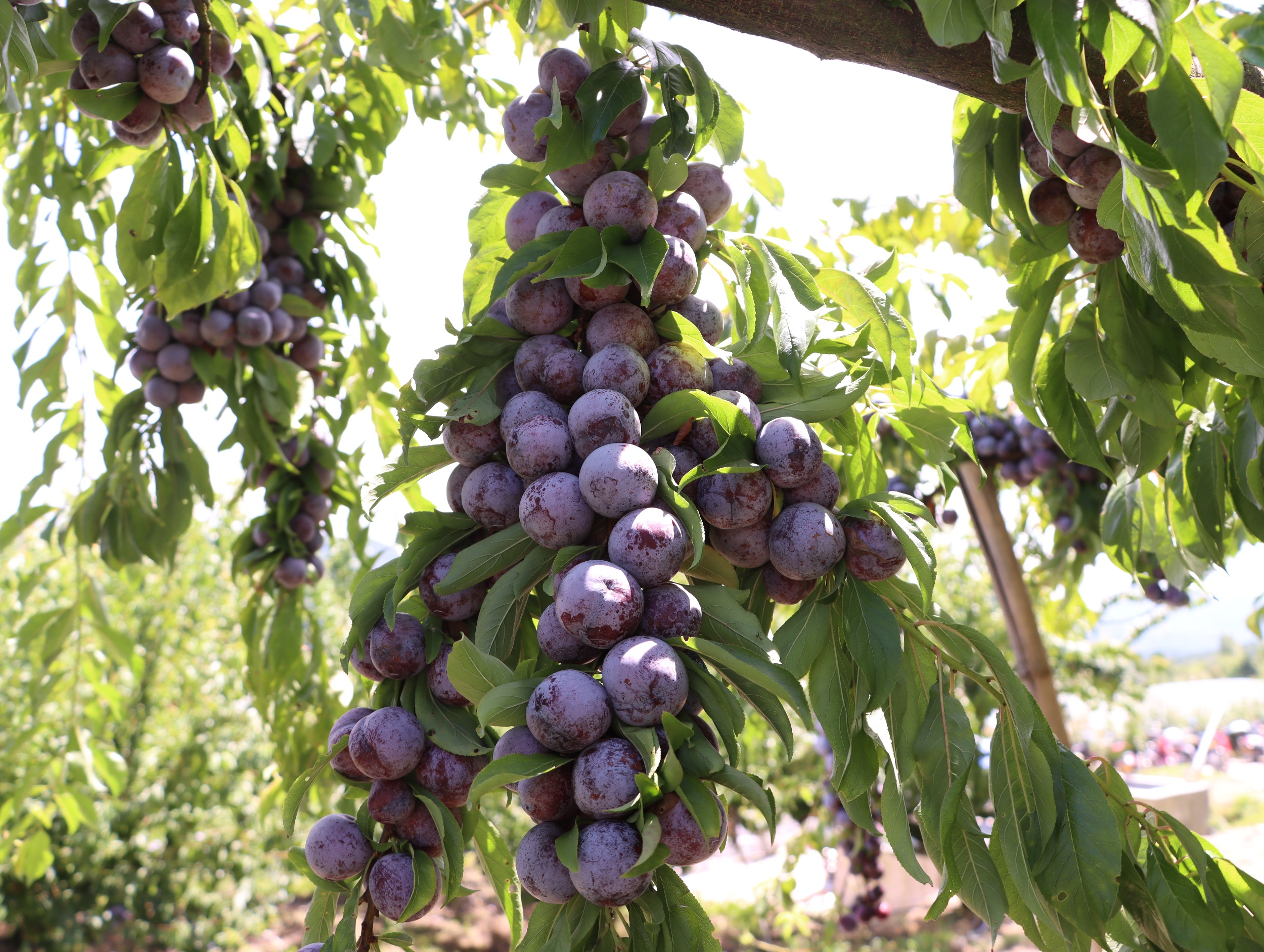 Crisp red plums are seen in Dejiang County, southwest China's Guizhou Province on August 28, 2025. /Photo provided to CGTN