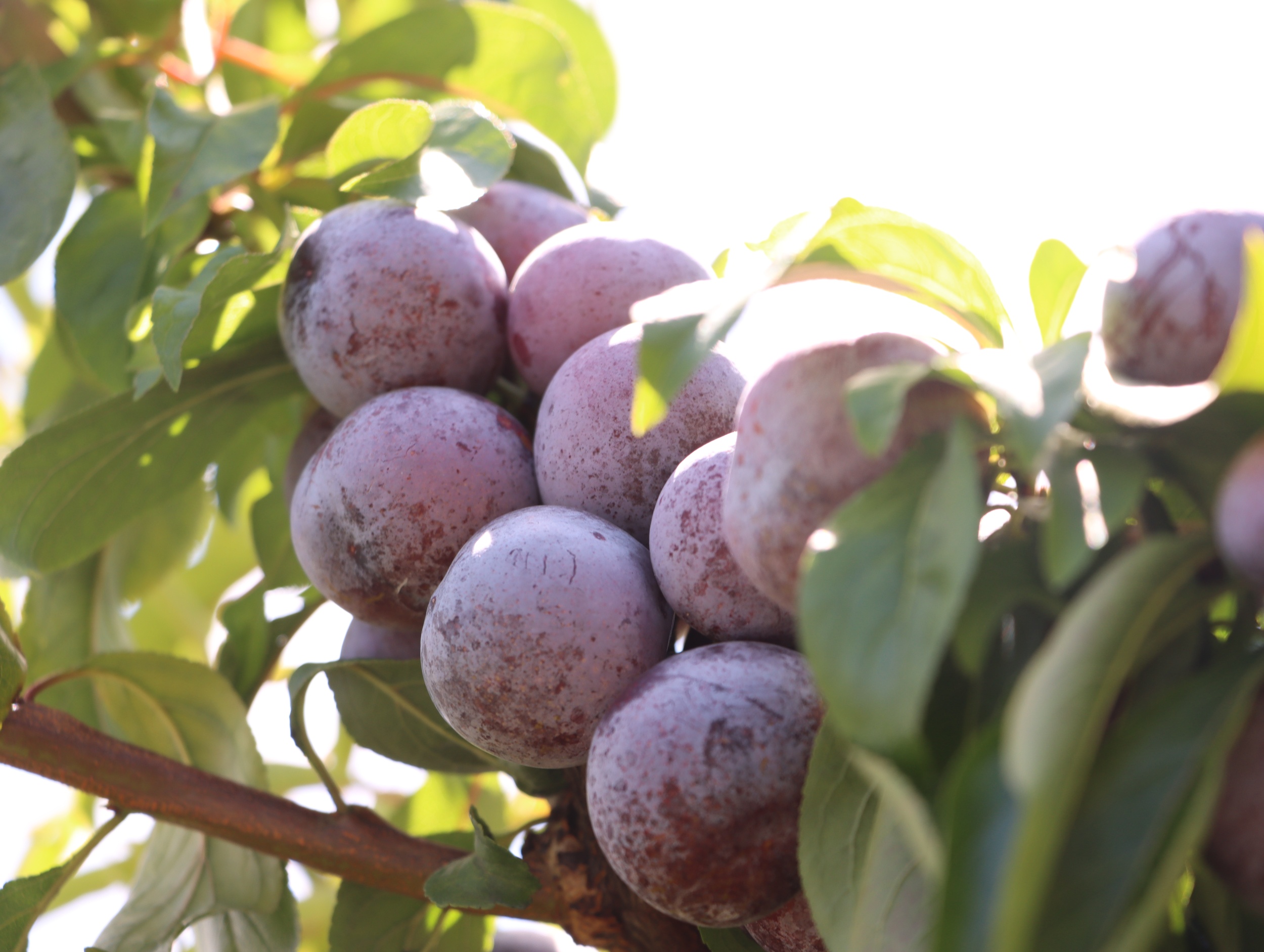 Crisp red plums are seen in Dejiang County, southwest China's Guizhou Province on August 28, 2025. /Photo provided to CGTN