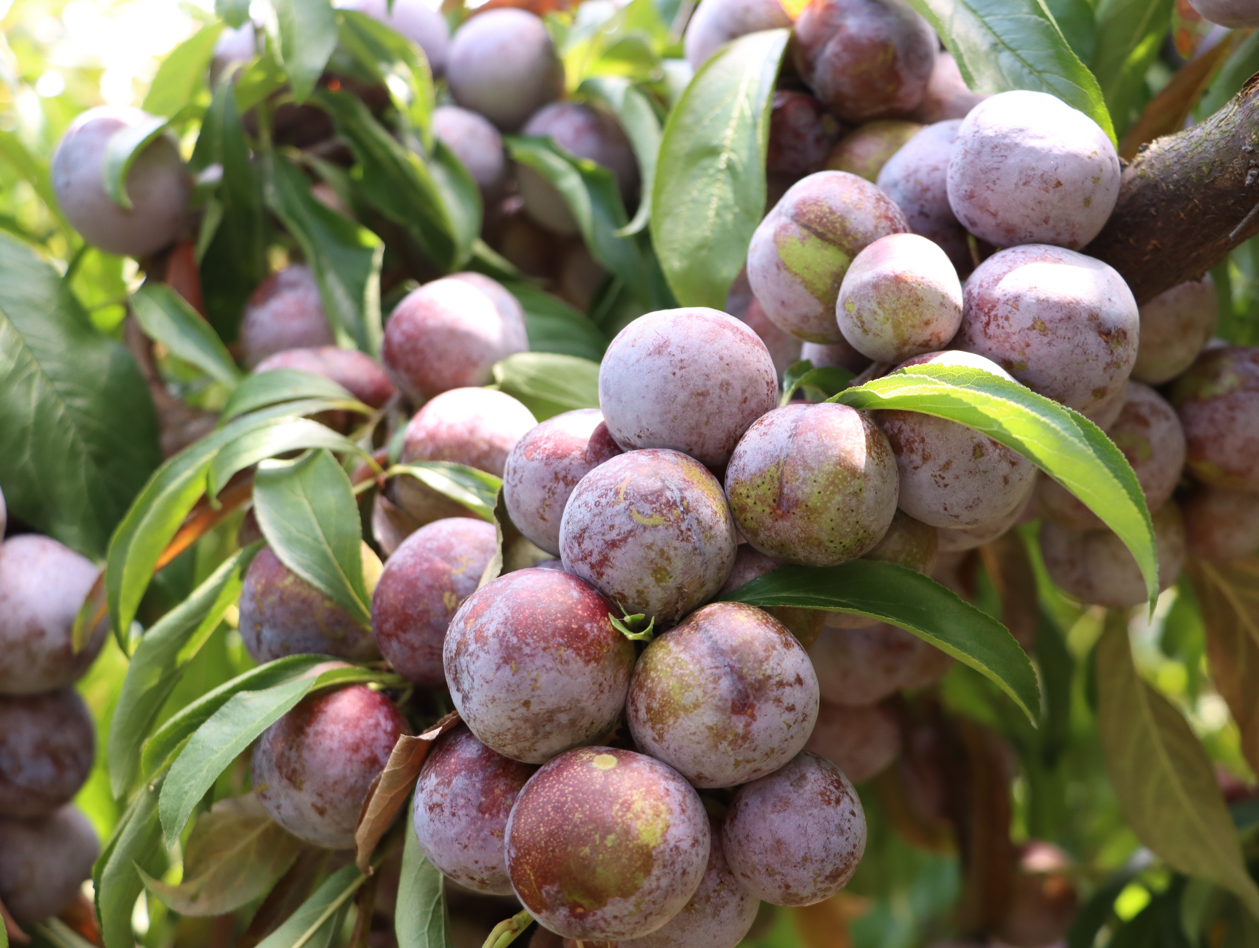 Crisp red plums are seen in Dejiang County, southwest China's Guizhou Province on August 28, 2025. /Photo provided to CGTN