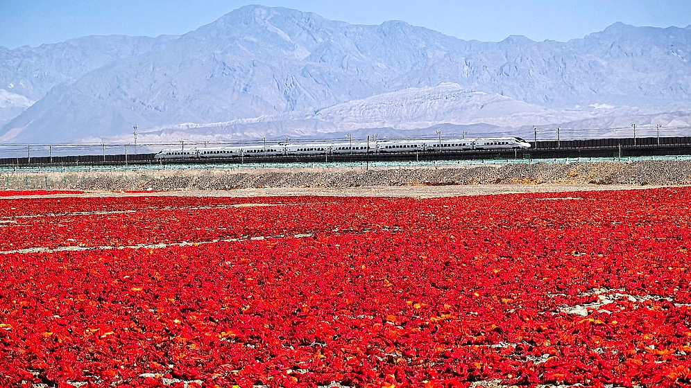 Chili harvest paints a 'red carpet' on Xinjiang's Gobi Desert
