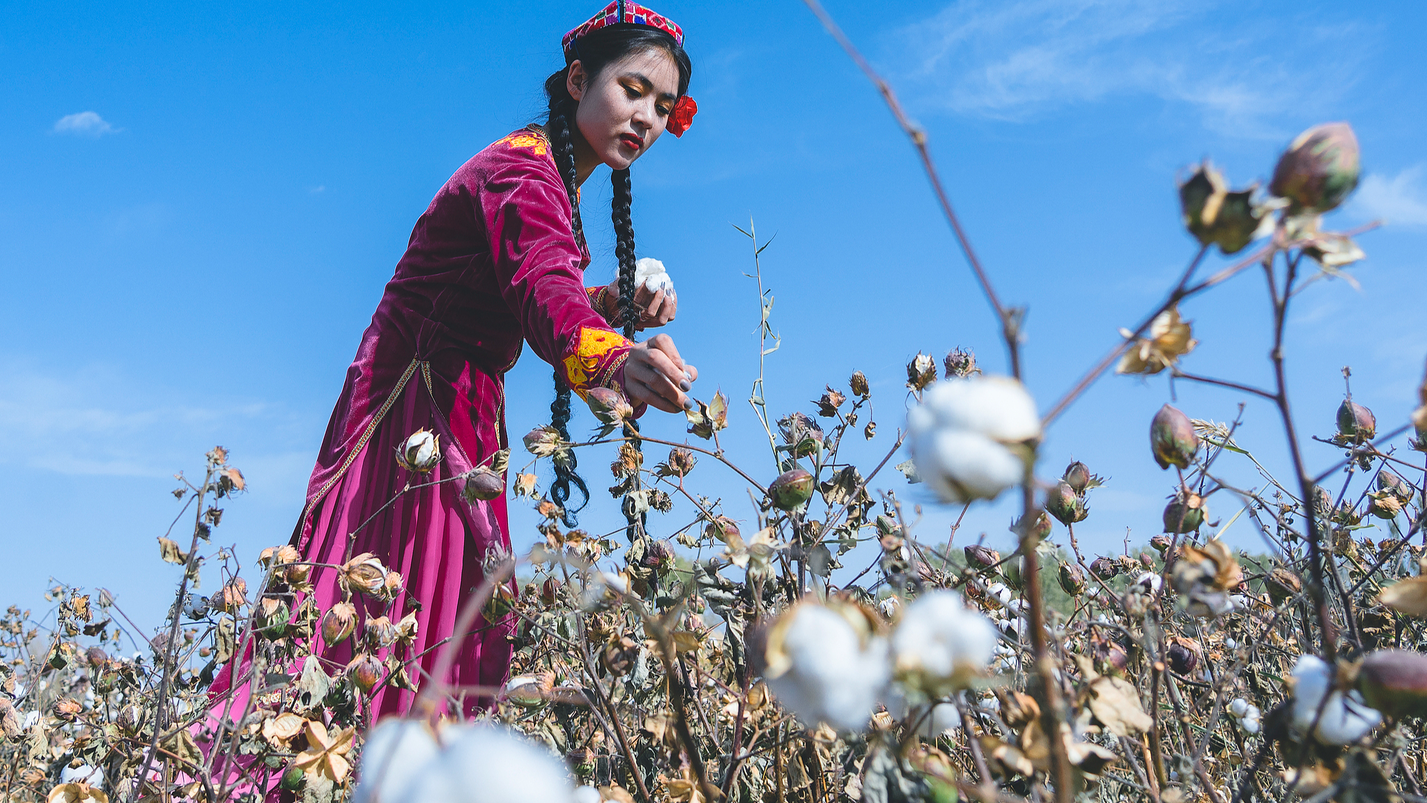 A woman collects cotton in Bachu County, Kashi Prefecture, Xinjiang Uygur Autonomous Region, northwest China, October 21, 2021. /CFP