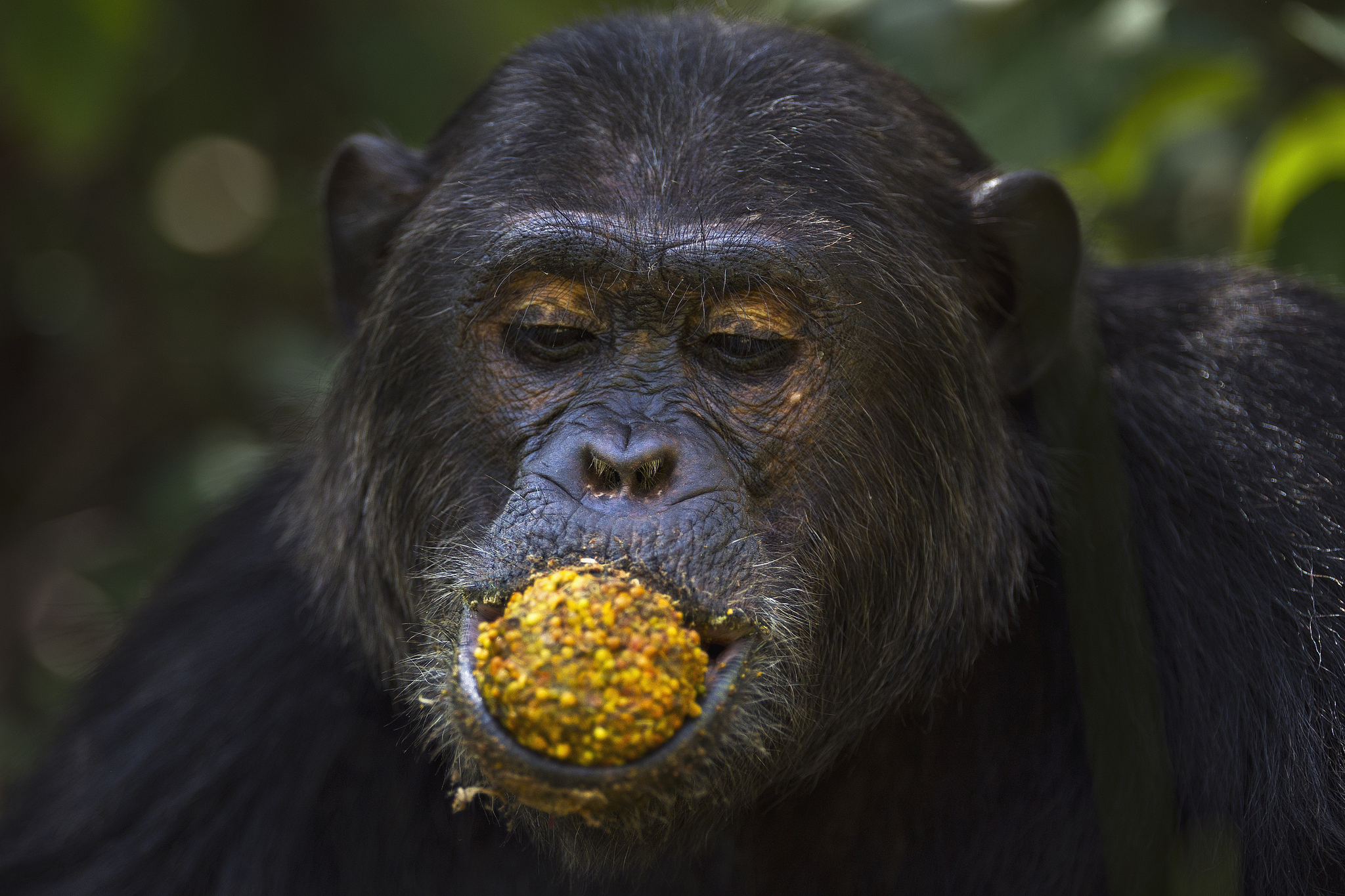 Un chimpancé come frutas y bayas, Tanzania. /VCG