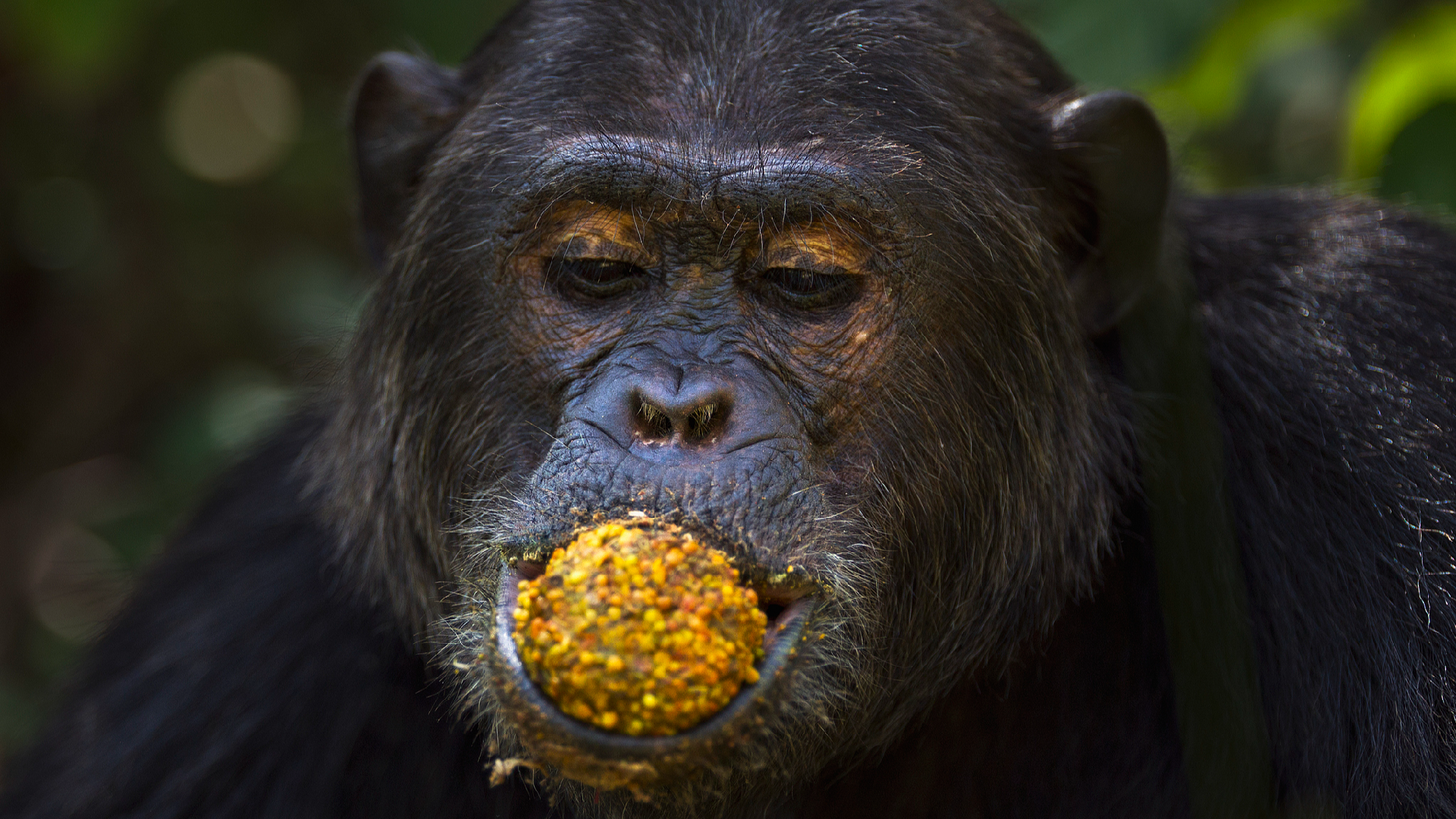 Wild chimps eating fermenting fruit get a surprising slug of alcohol - CGTN