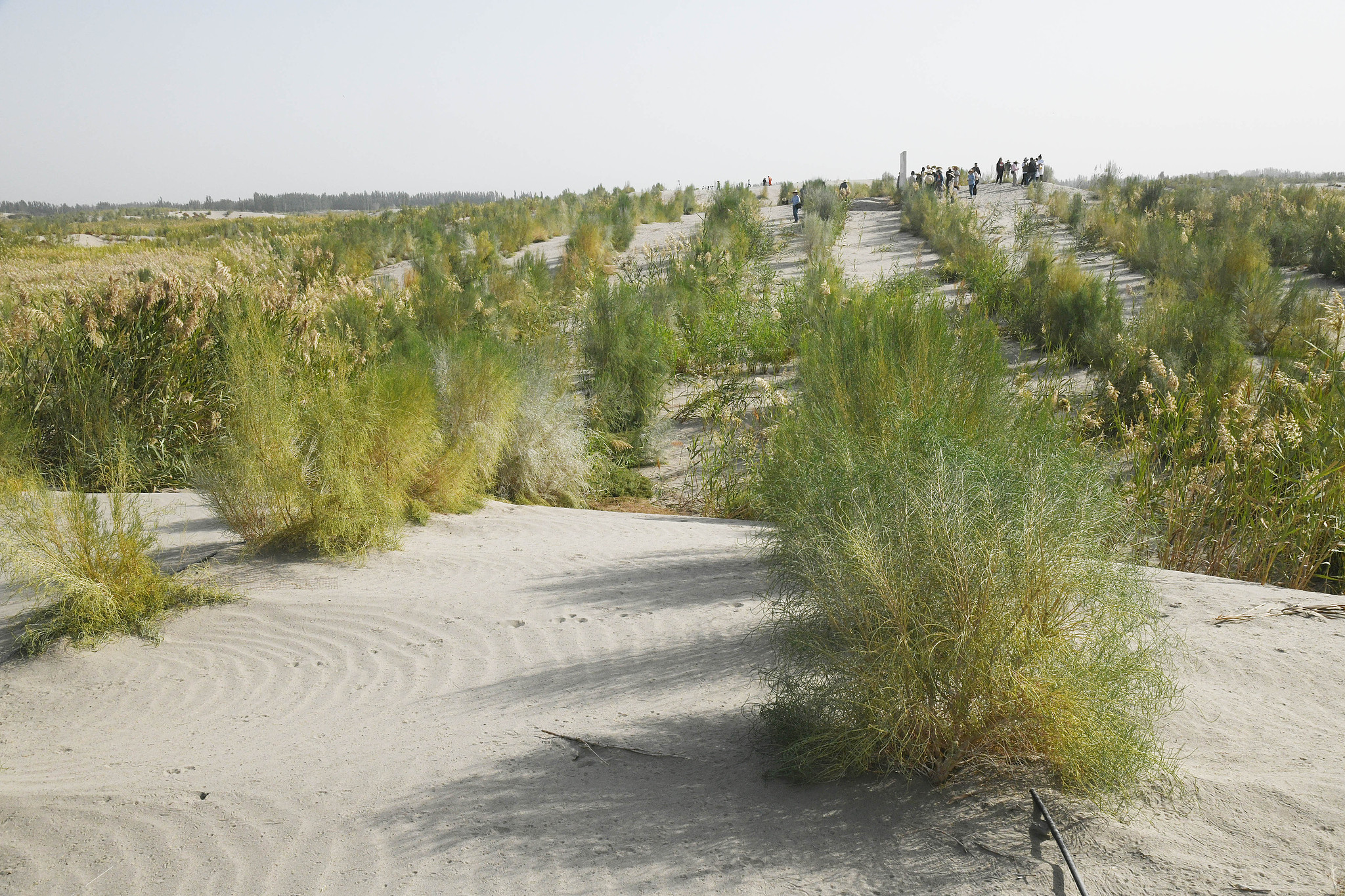 The plants, sacsaoul, grows well in Aksu Prefecture, northwest China's Xinjiang Uygur Autonomous Region, September 16, 2023. /VCG