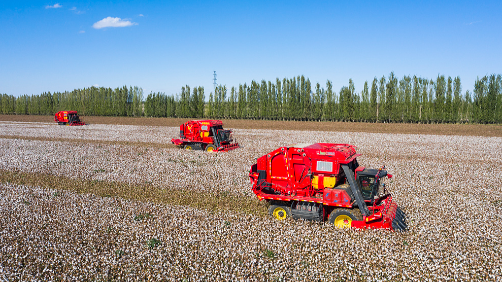Xinjiang remains China's top cotton producer for 32 consecutive years