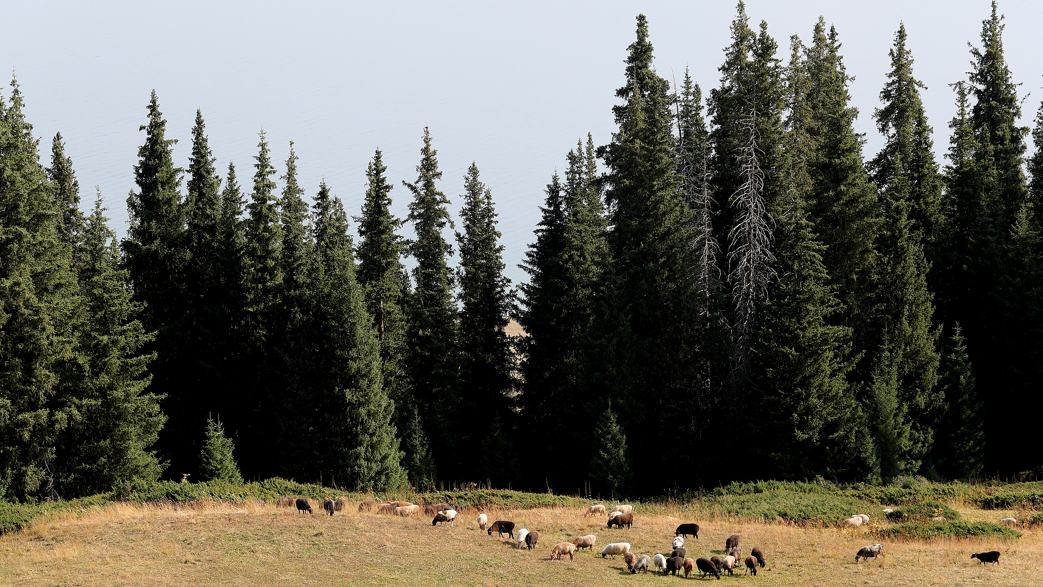 Live: View from Songshutou down to Sayram Lake