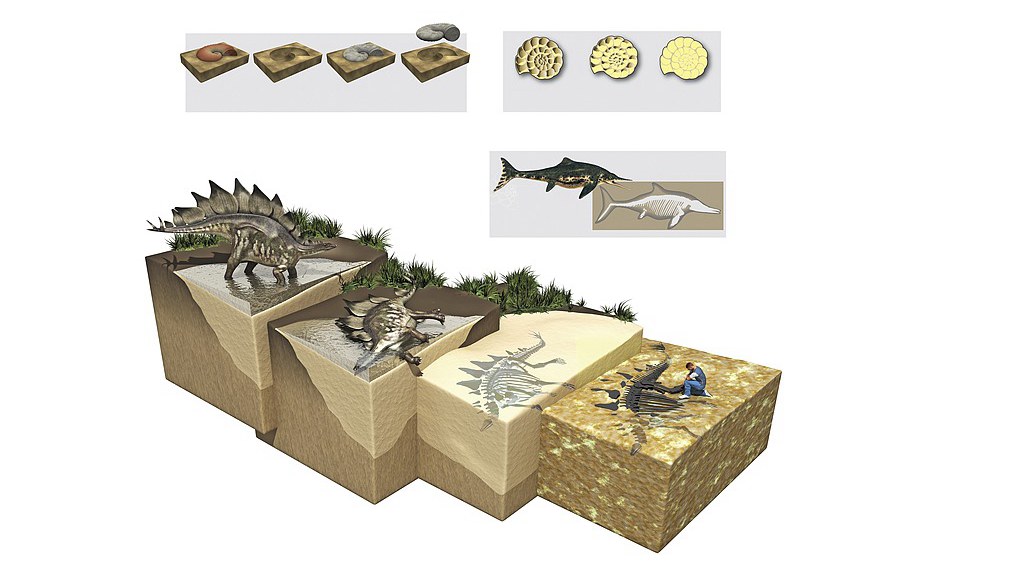 Study unlocks secrets of ancient life through fossil feces