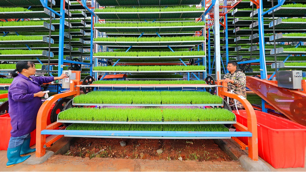 Farmers work in a smart greenhouse checking rice seedlings, Guangchang County, east China's Jiangxi Province, April 20, 2025. /CFP 