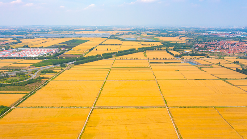 Live: Abundant harvest for Chinese Farmers' Harvest Festival