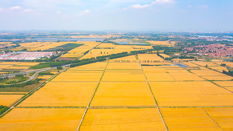 Live: Abundant harvest for Chinese Farmers' Harvest Festival