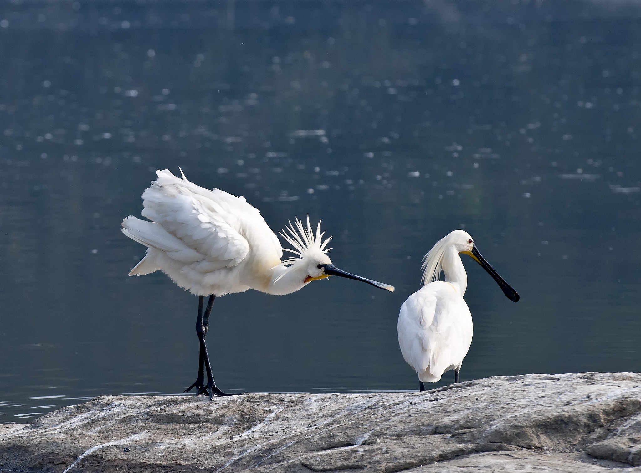 Eurasian spoonbills perform courtship rituals. /VCG
