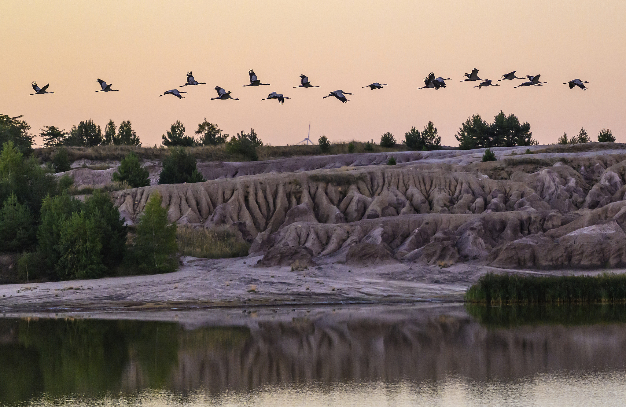 Cranes fly over the lake in the Niederlausitzer Landrucken Nature Park, Brandenburg, Germany, September 4, 2025. /VCG