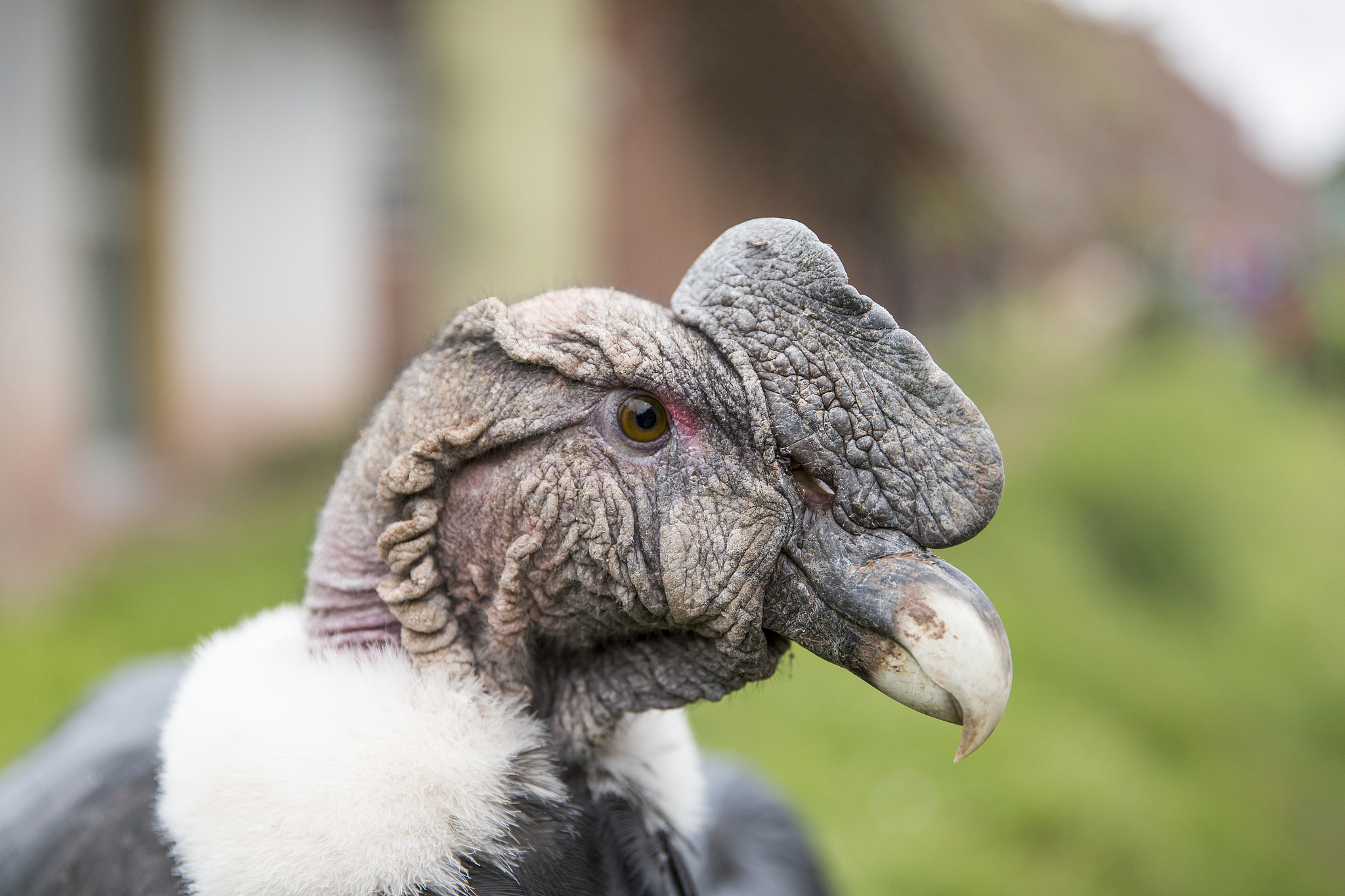Headshot of an Andean condor, a national symbol of Peru. /VCG
